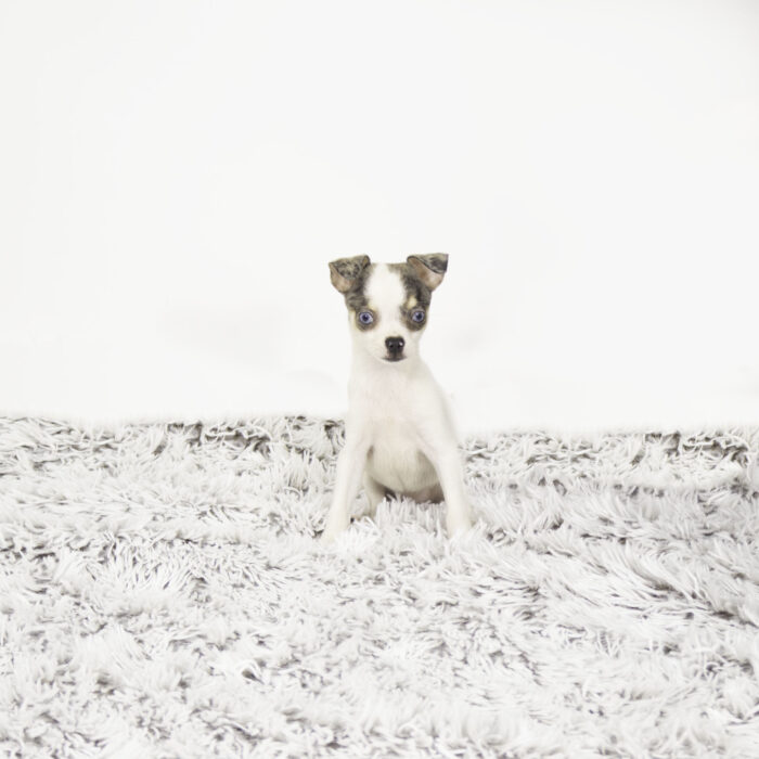 Cookie - Chihuahua puppy for sale