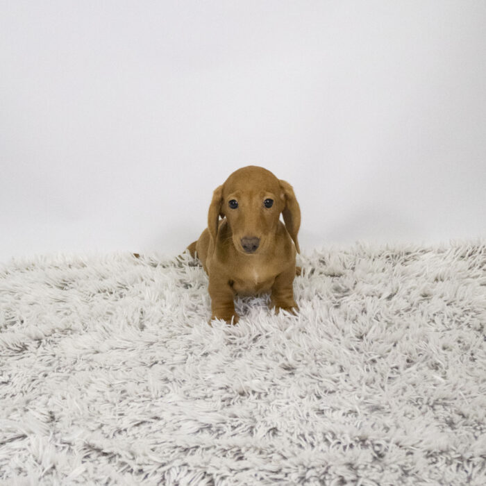 Mickey - Dachshund puppy for sale