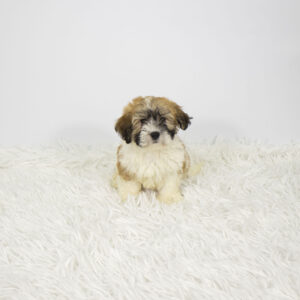 Petland Pembroke Pines Teddy Bear puppy available