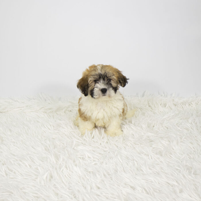 Cody - Teddy Bear puppy for sale