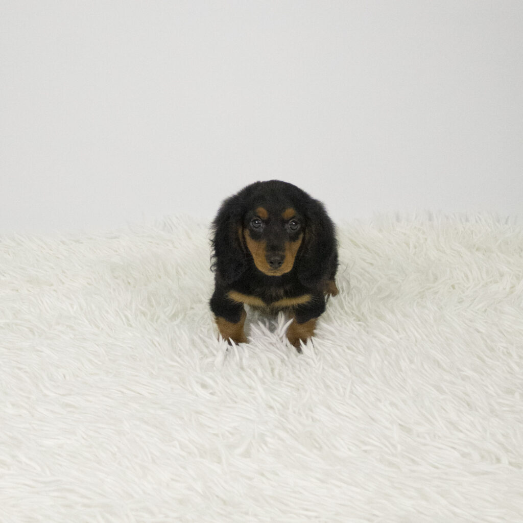 Slinky