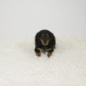 Petland Pembroke Pines Dachshund puppy available
