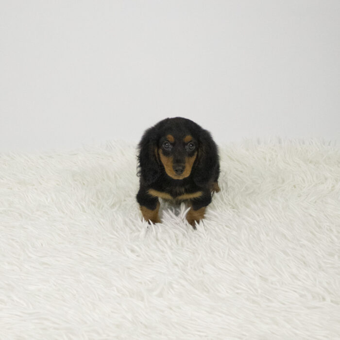 Slinky - Dachshund puppy for sale