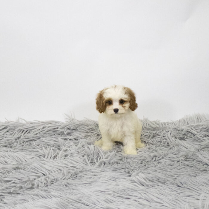 Vader - Cavapoo puppy for sale