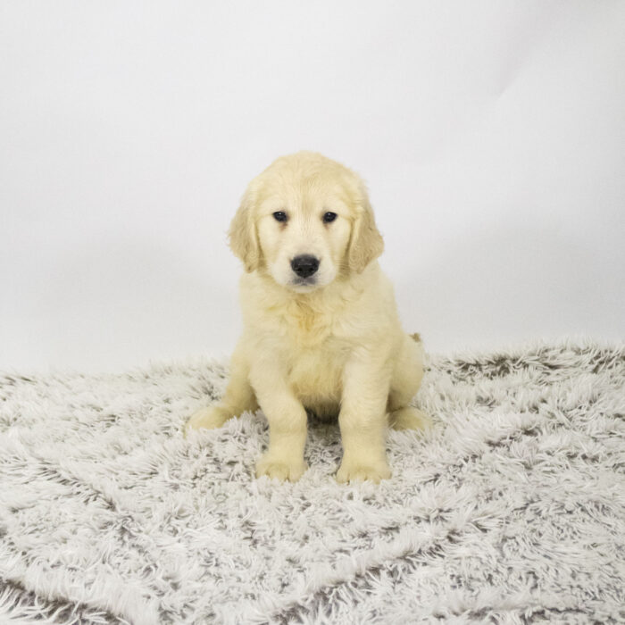 Cannon - Golden Retriever puppy for sale