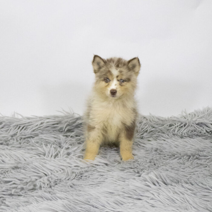 Ripcord - Pomsky 2nd Gen puppy for sale