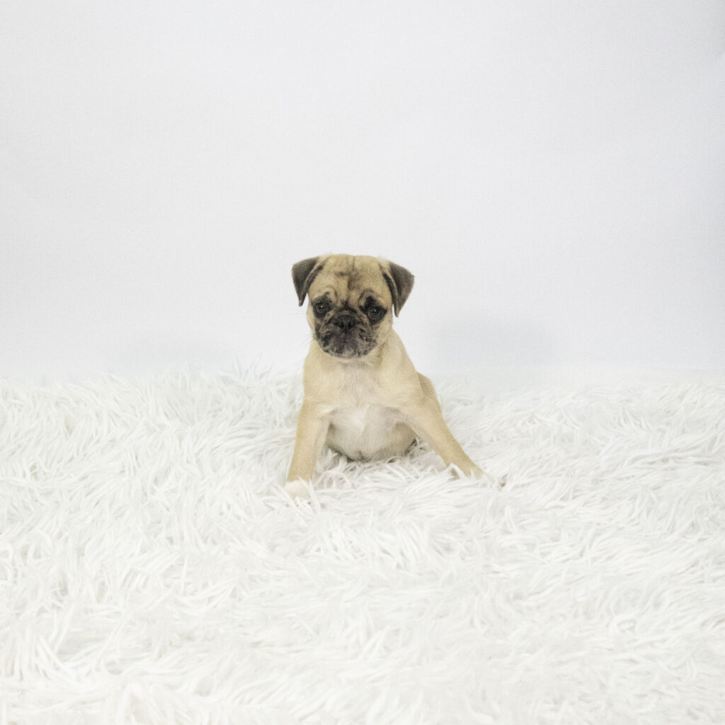 Peggy