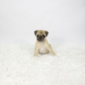 Petland Pembroke Pines Pug puppy available