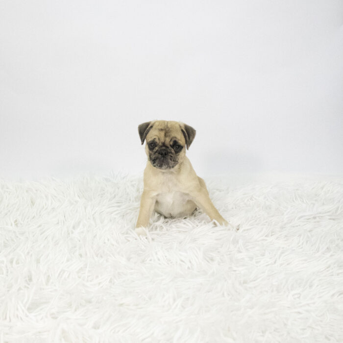 Peggy - Pug puppy for sale