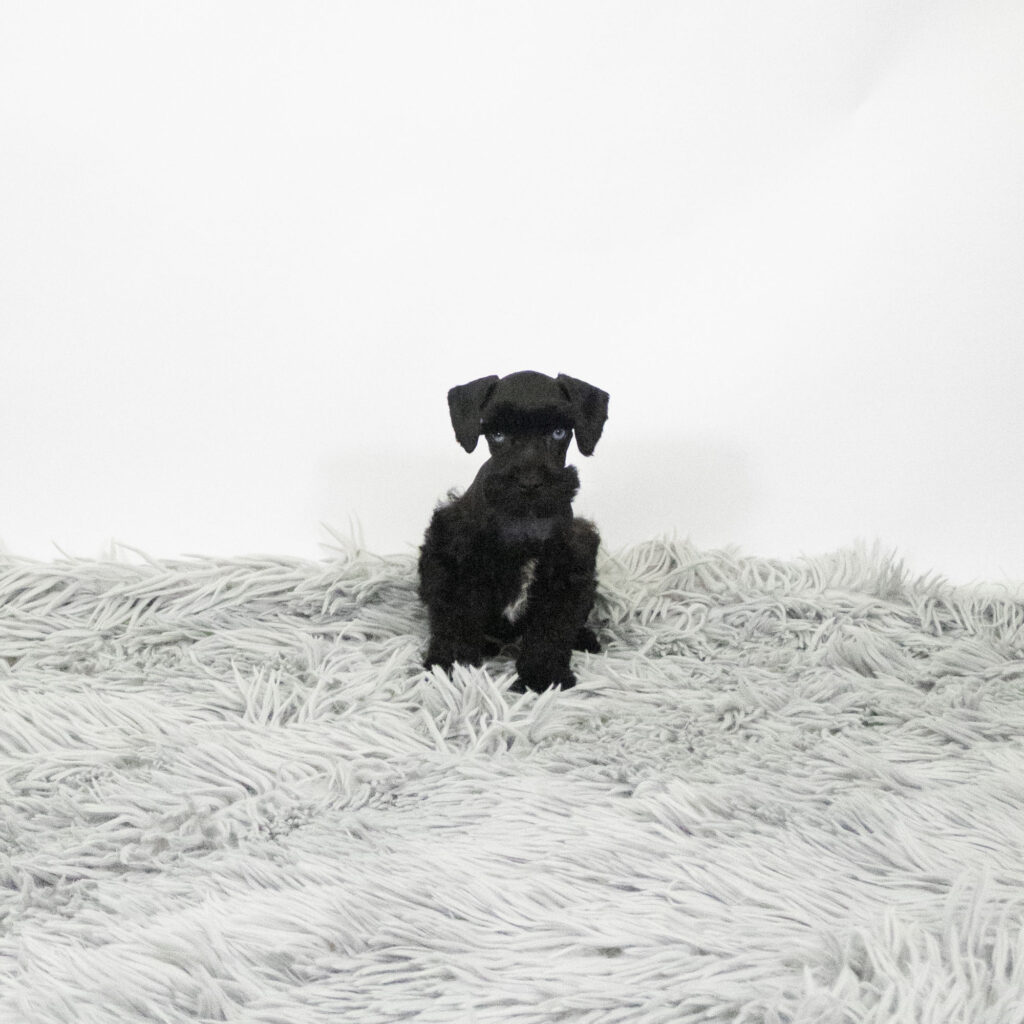 Gatsby