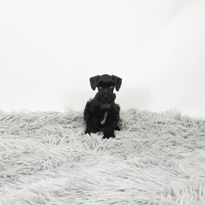 Gatsby - Miniature Schnauzer puppy for sale