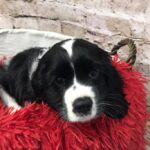 petlandpuppychecklist