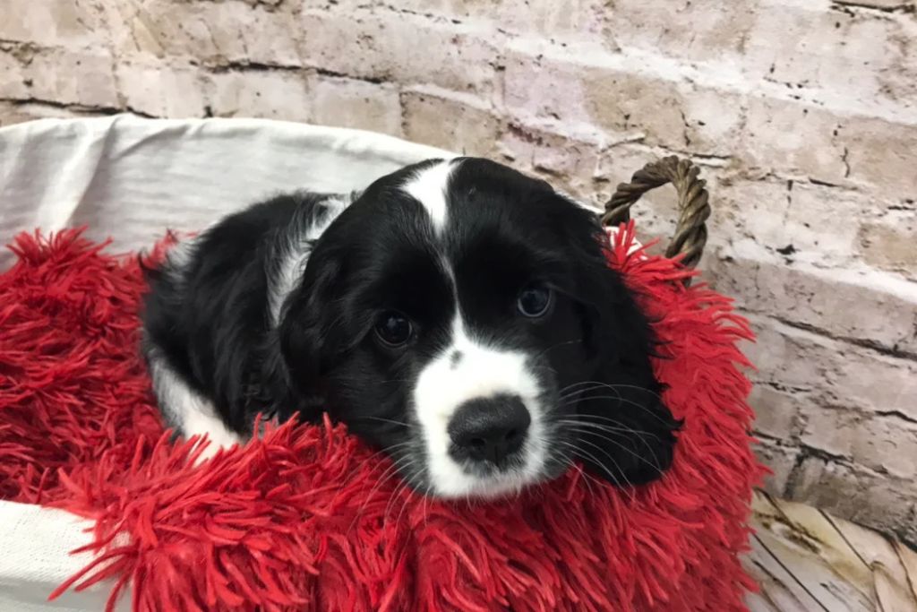 petlandpuppychecklist