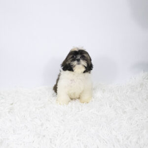 Petland Pembroke Pines Lhasa Apso puppy available
