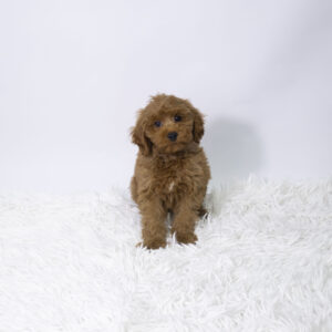 Cavapoo