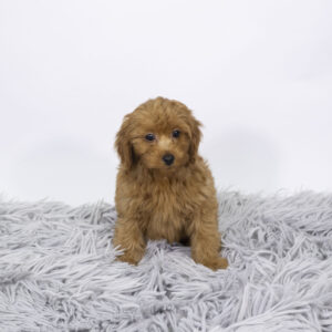 Petland Pembroke Pines Cavapoo puppy available