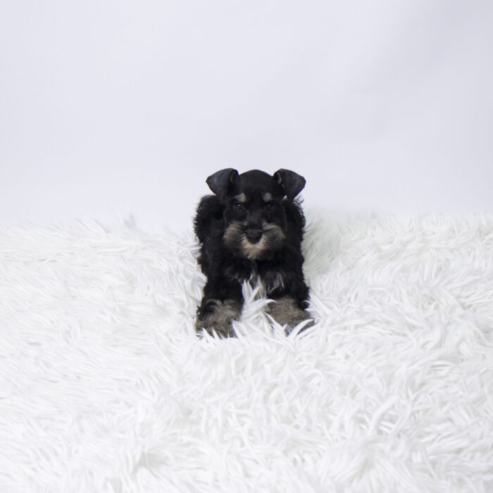 Mariner - Mini Schnauzer puppy for sale