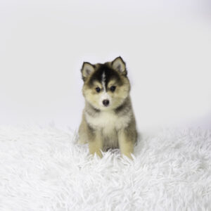 Petland Pembroke Pines Pomsky puppy available