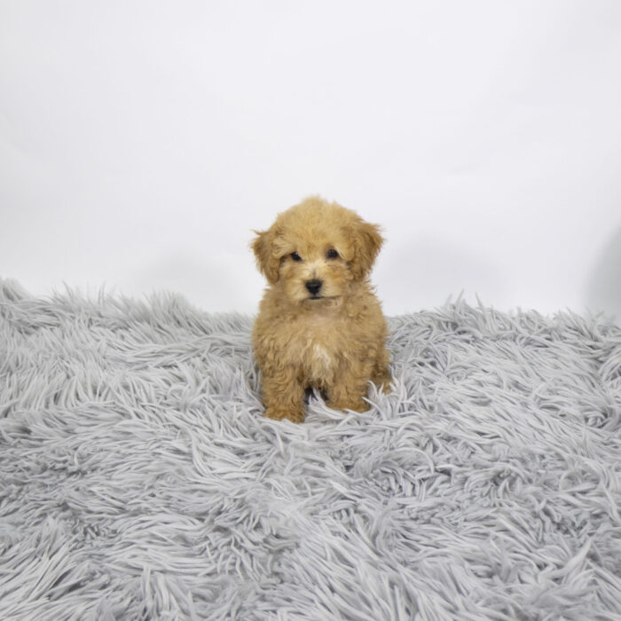 Paladin - Bichonpoo puppy for sale