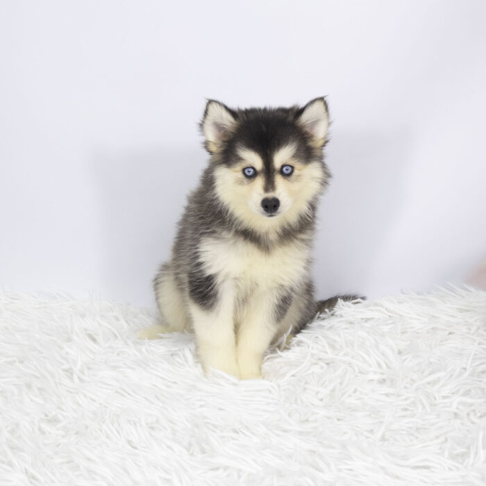 Nova - Pomsky puppy for sale