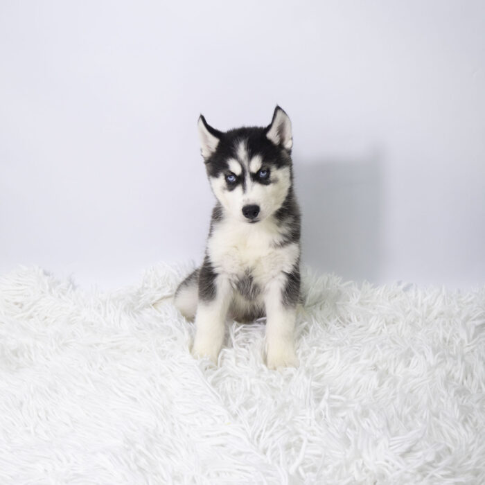 Samson - Siberian Husky puppy for sale