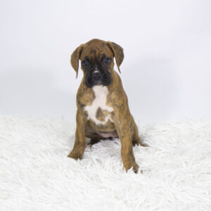 Petland Pembroke Pines Boxer puppy available