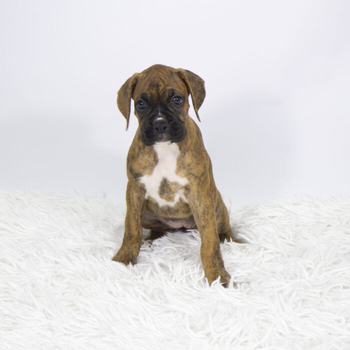 Lila - Boxer puppy for sale