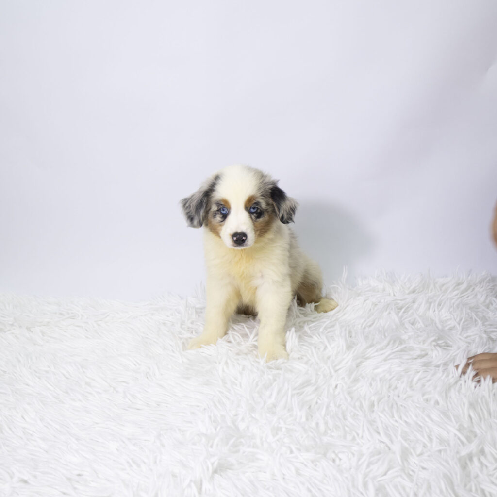 Chico