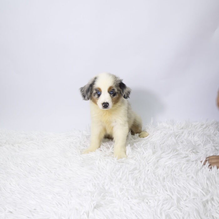 Chico - Australian Shepherd puppy for sale