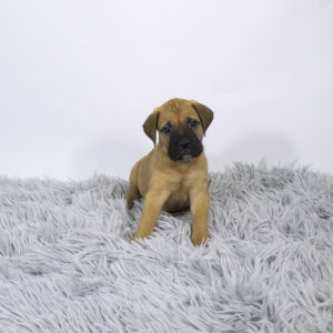 Petland Pembroke Pines Bullmastiff puppy available