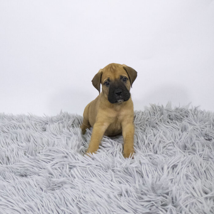 Lucky - Bullmastiff puppy for sale