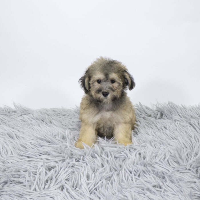 Nickel - Bichapoo puppy for sale