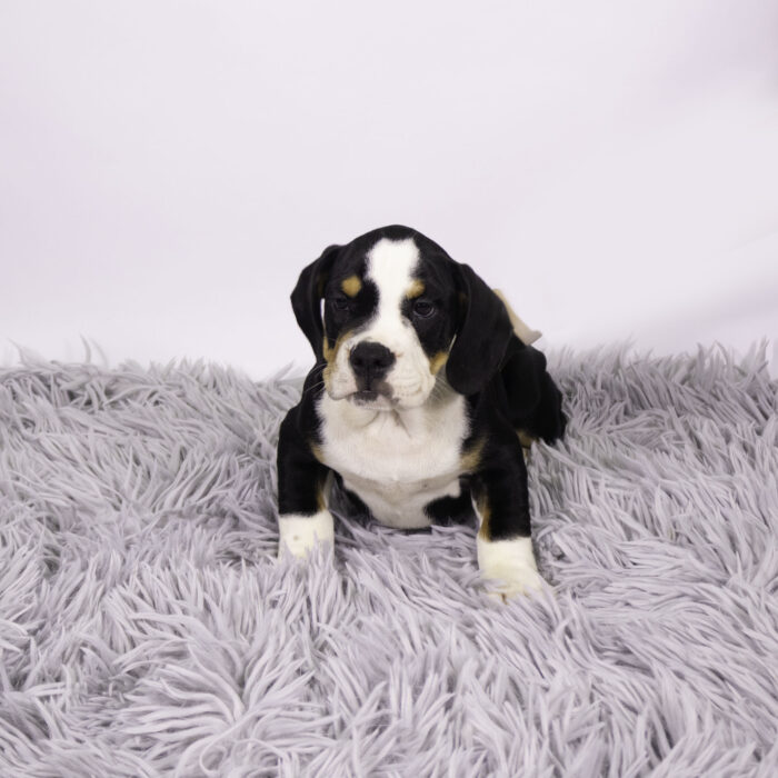 Flash - Beabull 2nd Gen puppy for sale