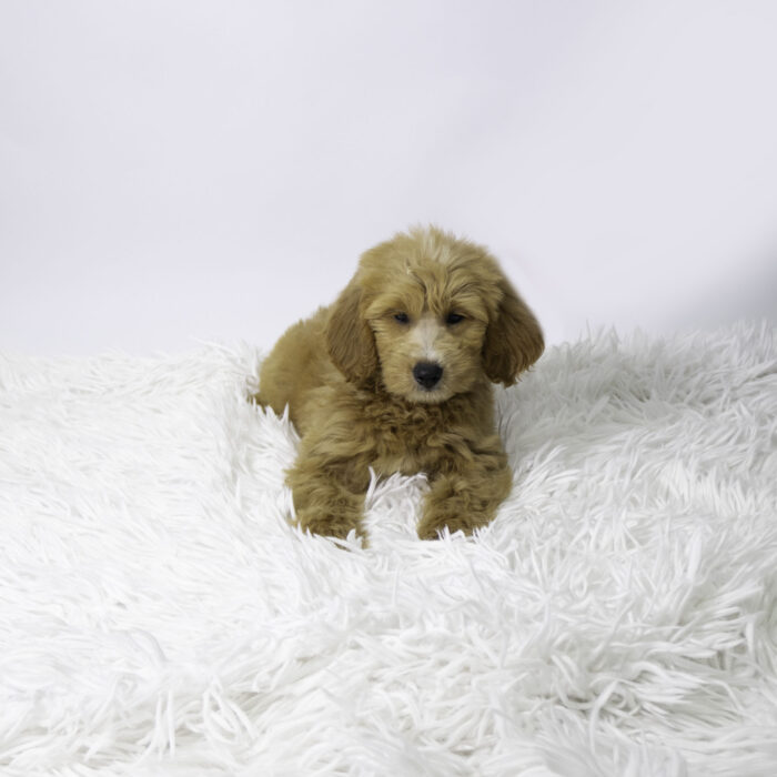Tinsel - Mini Doodle puppy for sale