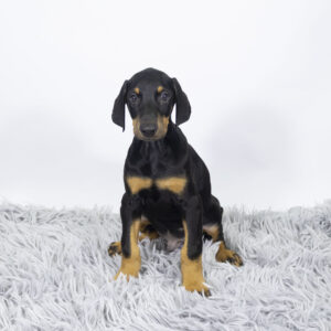 Petland Pembroke Pines Doberman Pinscher puppy available