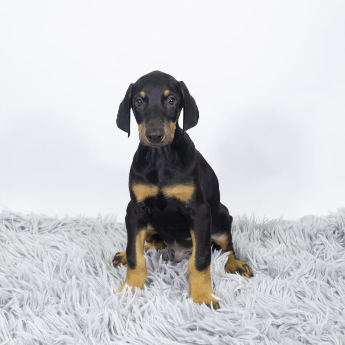 Thomas - Doberman Pinscher puppy for sale