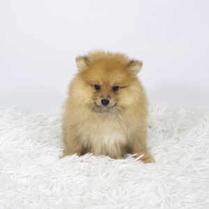 Petland Pembroke Pines Pomeranian puppy available