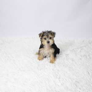 Petland Pembroke Pines Morkie puppy available