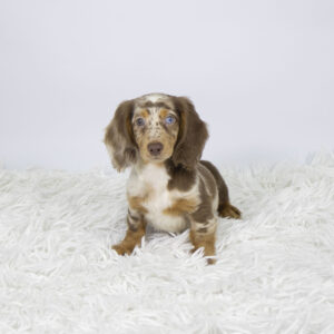 Petland Pembroke Pines Dachshund puppy available