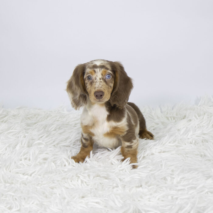 Boots - Dachshund puppy for sale