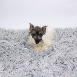 Petland Pembroke Pines Miniature Schnauzer puppy available