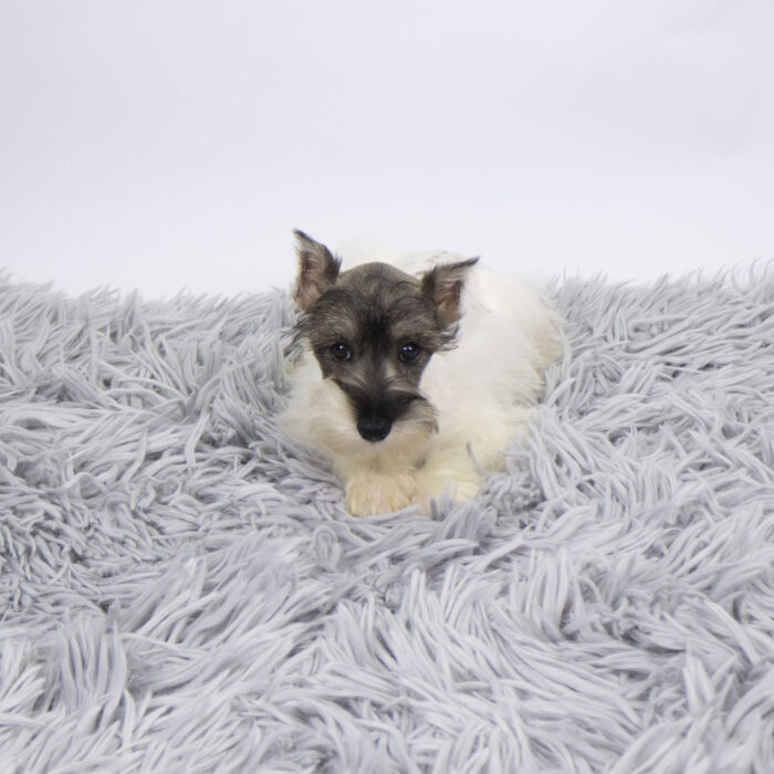 Lavigne - Miniature Schnauzer puppy for sale