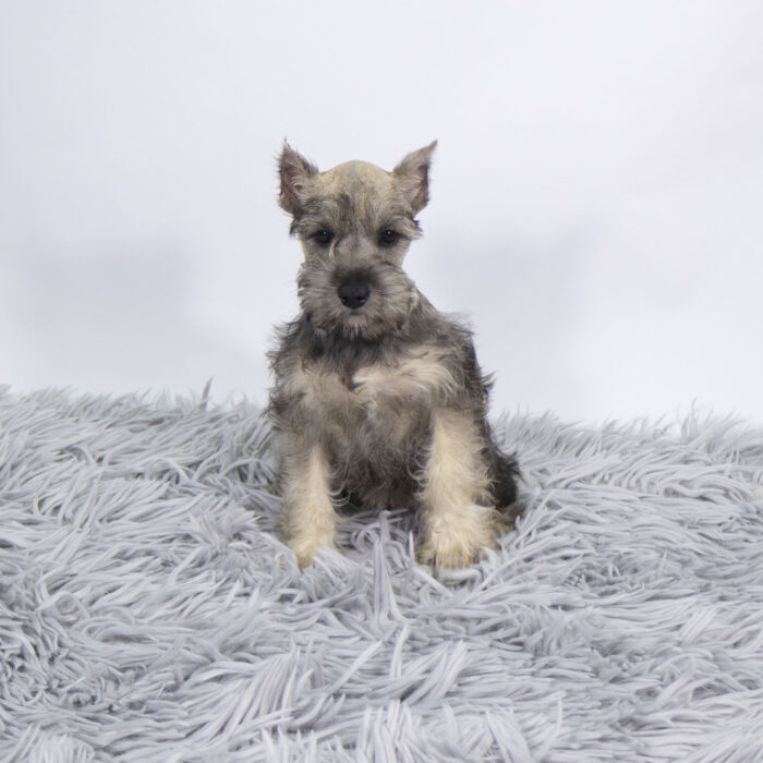 Kalani - Miniature Schnauzer puppy for sale