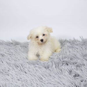 Petland Pembroke Pines Havanese puppy available