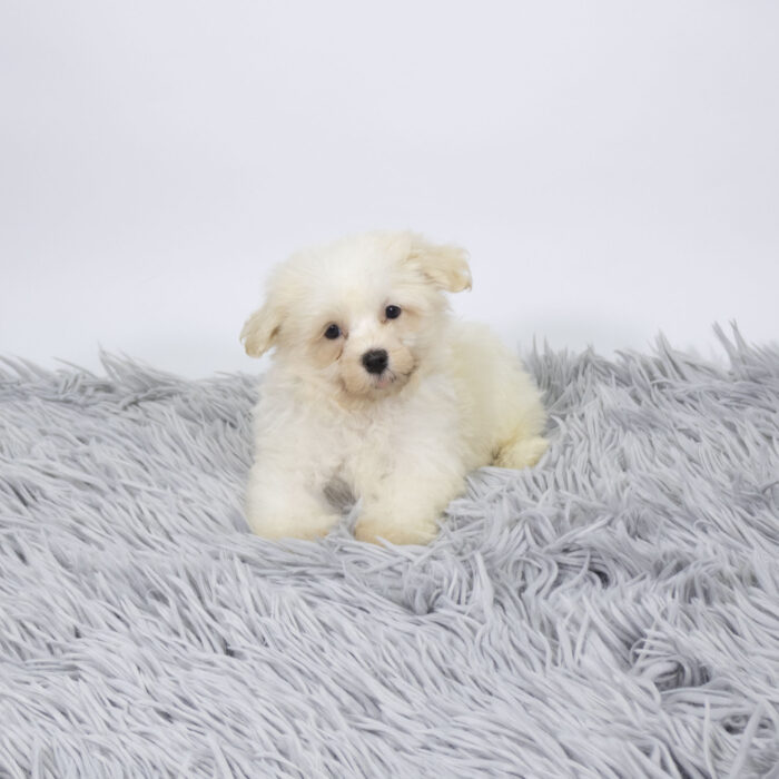 Brutus - Havanese puppy for sale