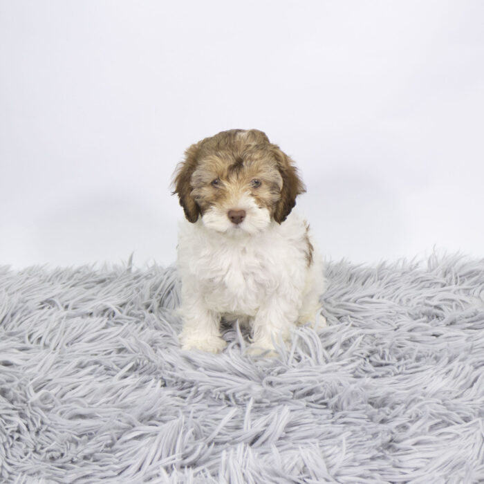 Zinnia-Rae - Cockapoo puppy for sale