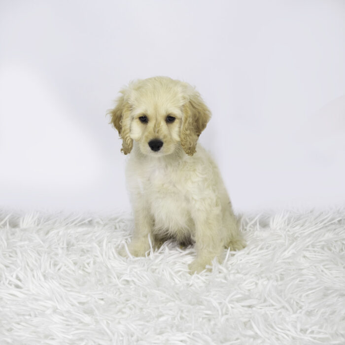 Petey - Cockapoo puppy for sale