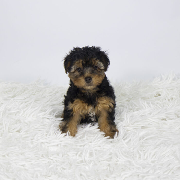Snickers - Yorkshire Terrier puppy for sale
