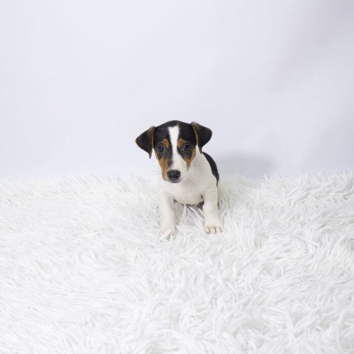 Tank - Jack Russell Terrier puppy for sale