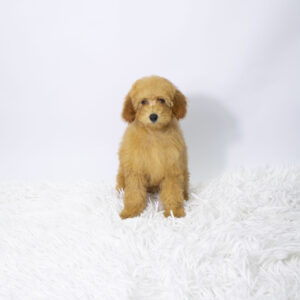 Petland Pembroke Pines Poodle puppy available